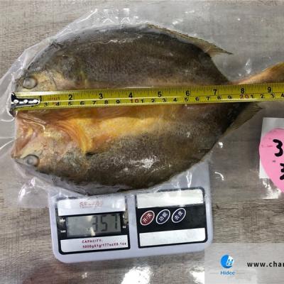 China Good quality organic doomsayer yellow fish for export frozen doomsayer yellowfish for sale