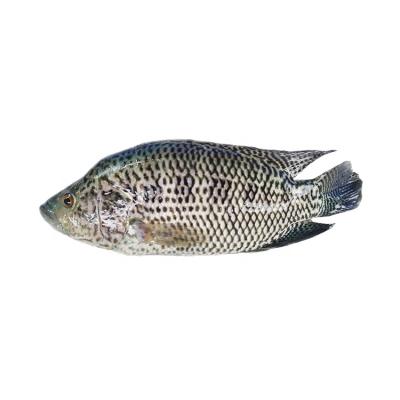 China Pearl Spot Organic Frozen Fish for sale