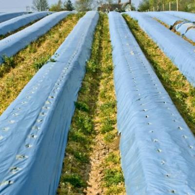 China Agricultural Crop LDPE Black And Silver Mulch Film for sale