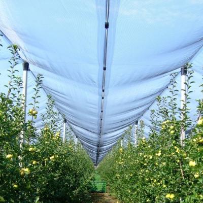 China Agriculture Use UV Treated HDPE Greenhouse Plastic Anti Hail Insect Bird Net With UV Protection for sale