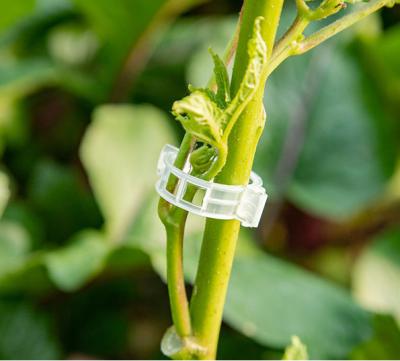 China High Strength Tomato Plant Support Clip Plastic Greenhouse Fixing Clips Trellis Clips For Tomato Cucumber for sale