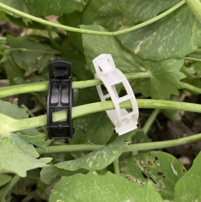 China High Strength White Black Color Plastic Tomato Clips Garden Plant Support Tomato Clip for sale