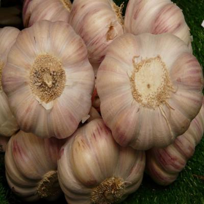 China 2021 fresh new culture natural garlic 50mm with high quality fresh chinese pure white 6p garlic for sale