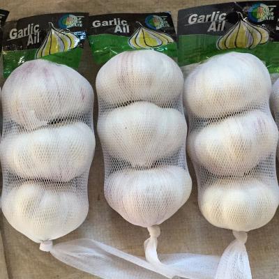 China 2021 new crop fresh white garlic purple garlic for sale ready to export from China new season for sale