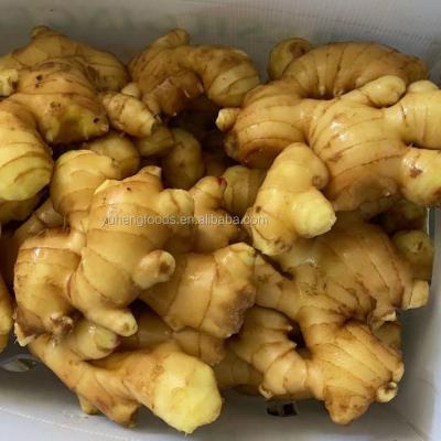 China 2021 Fresh New Culture Dried Ginger Chinese Buyer Wholesale Price Fresh Ginger In China For Export for sale