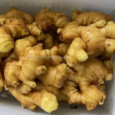 China Fresh Ginger From Vietnam Ginger With Competitive Price To Newest Import Fresh Dried Culture for sale