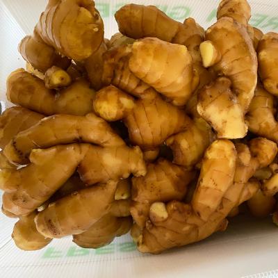 China New Culture Fresh Ginger Buyer Dried Chinese Fresh Ginger for sale