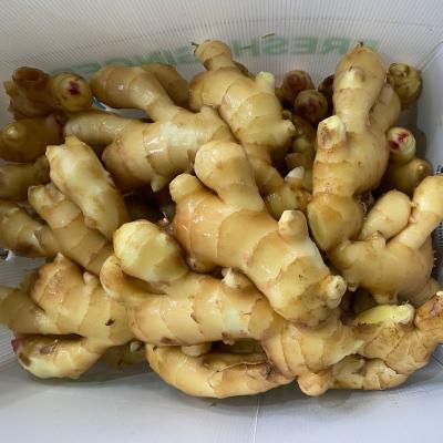 China New Culture Fresh Ginger Buyer Dried Chinese Fresh Season Fresh Vegetable Ginger for sale