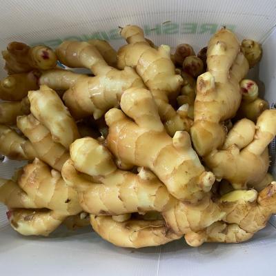 China Shandong China Factory Supplier Fresh High Quality Cheap Price Dry Ginger Yellow Color Washed Clean Fresh Ginger for sale