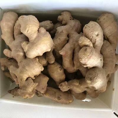 China China Factory New And Plus Size Fresh Ginger 50/100/150 200/250g Fresh Cultured Ginger Air Dried Mesh Bag Premium Quality Ginger for sale