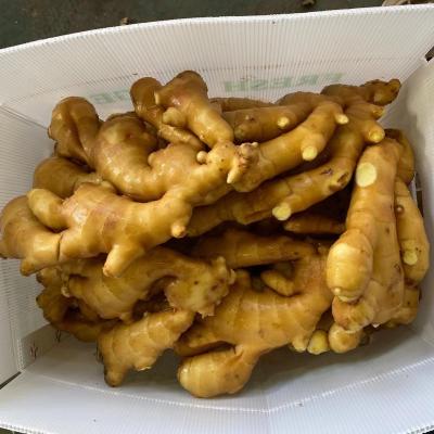 China Ginger Price Per Kg Dry Ginger Chinese Low Price New Cultured Fresh Dry High Quality Ginger Wholesale Fresh Young Vegetable Food for sale