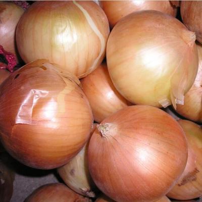 China Fresh fresh yellow onion with onion price per ton for sale