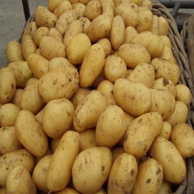 China Large Fresh Fresh Sweet Potato Export To Dubai for sale