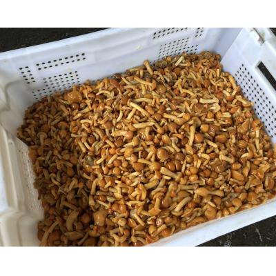 China Fresh brined nameko in keg/nameko in brine nameko/FAQ in brine for sale