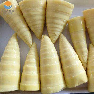 China Whole canned canned bamboo shoot in brine water for sale