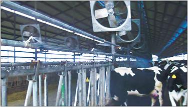 China Factory/Cow Dairy Cow Fan Chamber Ventilation Fan for Poultry Farm/Cattle Farm Exhaust Fan for sale