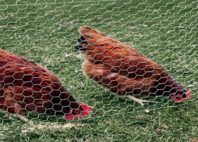 China alambre de pollo de los 0.5-2m Mesh Netting, malla de alambre hexagonal de las aves de corral en venta