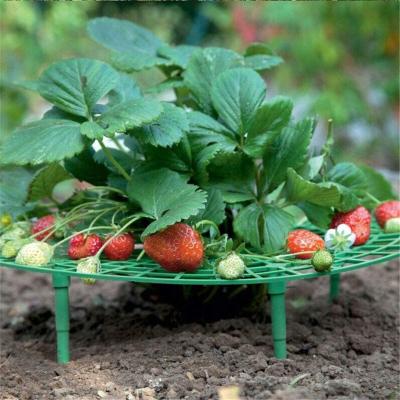 China Minimalist Garden Strawberry Support Plant Support Plastic Flower Support for sale