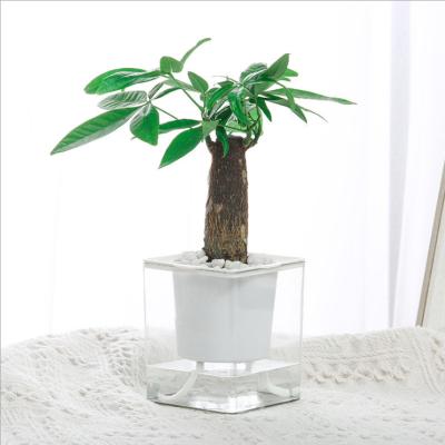 China American Transparent Lazy Glass Water Pot Flower Style Water Level Plastic Fleshy Hydroponic Visual Flowe Absorption for sale