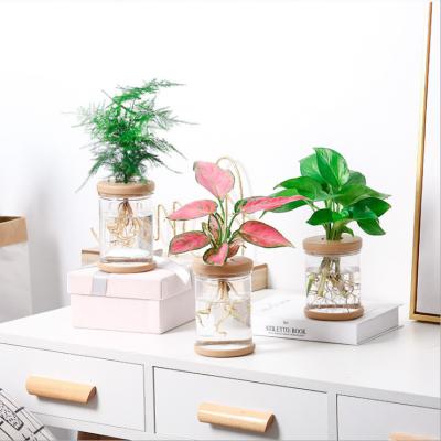 China Green Potted Flower Pot Small Lazy Transparent Hydroponic Automatic Glass Absorption Soilless Planting Flowerpot Small for sale