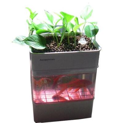 China New Type Aquaponics Systems Fish Bowl Aquarium American Factory Style Complete Hydroponic Indoor Growing Tank for sale