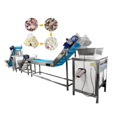 China High Efficiency TCA Large Scale Garlic Peeling Machine Commercial Garli Peeler Machine Garli for sale