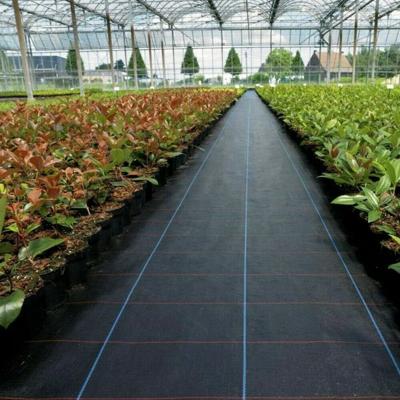 China Durable Agricultural And Garden Cloth Ground Cover PP Plastic Black Plastic Ground Cover for sale