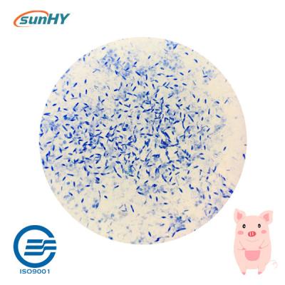 China Feed Grade Multi Probiotics Feed Additives For Swine Zeolite Carrier for sale