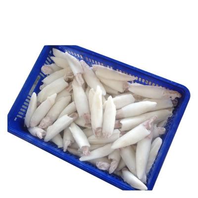 China Original whole loligo 10-15cm frozen sugar free skin squid tube seafood for wholesale 10-20 pcs/kg for sale