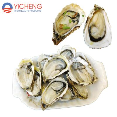 China IQF Shellfish FROZEN 96-100/Carton (9kg/Carton) of LCL (less than container load) IQF Half Shell Oyster Wholesale Seafood Raw for sale