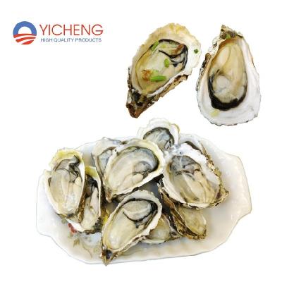 China Frozen Shellfish 118-122/Carton (9kg/Carton) of IQF Half Shell Oyster Wholesale Seafood Raw for sale