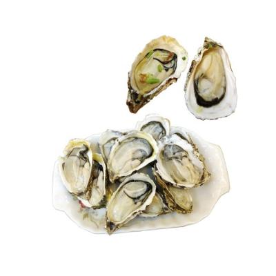 China Fresh FROZEN Dish 118-122/Carton (9kg/Carton) Frozen LCL Supplier Shell Oyster Shell Meat Oyster Shell (Less Than Container Load) Half IQF for sale