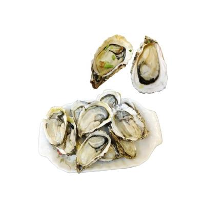 China Factory Direct Supply FROZEN IQF Luxurious With Raw Shellfish 96-100/Carton (9kg/Carton) Wholesale Seafood Oyster Shell Meat for sale