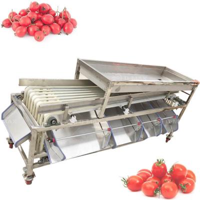 China Rood gedatumsgrootte sorteren machine voor aangepaste 4-7 graden Palm gedatums classificatie Te koop