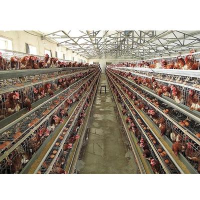 China Steel Fabricated House Poultry Industrial Steel Structures Sheds Chicken Farm Building Importer Steel Structure for sale