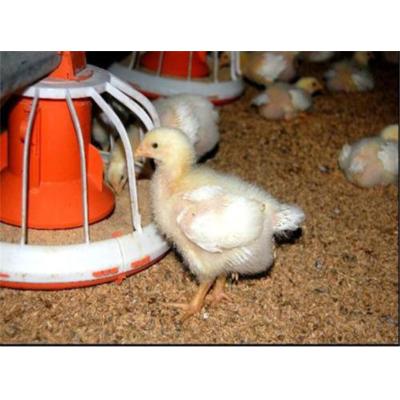 China Steel Fabricated Thrown House Poultry Farm Building Chicken Broiler House Design for sale