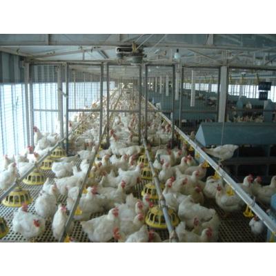 China Steel Fabricated House Poultry Building Chicken Farm House for sale