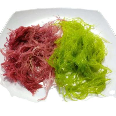 China Algas marinas congeladas Tosaka en estilo rojo verde con sabor condimentado en venta