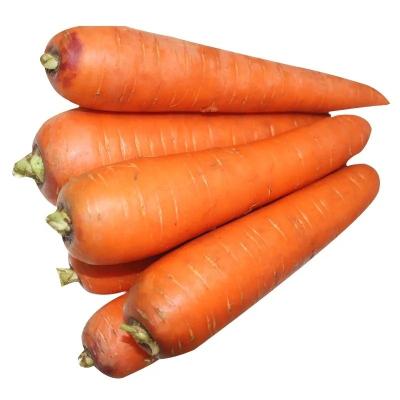 China 4 KG Natural Carrots Fresh Vegetables Umbelliferous Vegetabless for sale