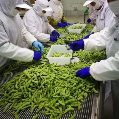 China Certificado IQF Edamame congelado al vapor de grado A para bocadillos rápidos y fáciles en venta