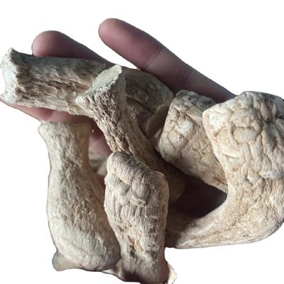 China Mushrooms Bulk Champignon Shiitake Stem for Dried Shiitake Mushroom for sale