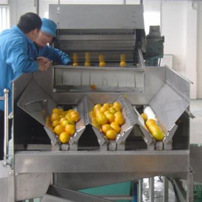 China Factory Citrus Spiral Grading Machine Fruit Spiral Grading Machine Orange Grading Machine for sale