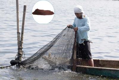 中国 Aquafeedのアミノ酸は-乾燥されたヘモグロビンの粉25kg/Bagに吹きかける 販売のため