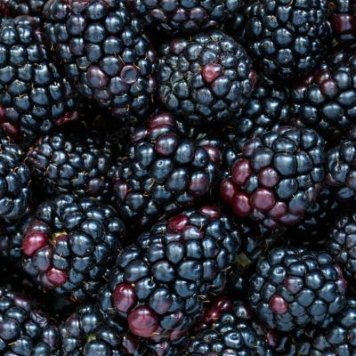 China Wholesale manufacturer Bluk Frozen Blackberries frozen fruits FROZEN for sale for sale