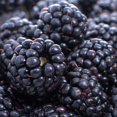 China FROZEN Export and Distribution of Frozen Fruits Frozen Blackberries Bulk/Retail Packs for sale