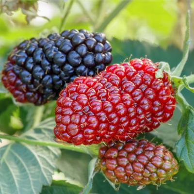 China FROZEN delicious frozen blackberry for health and taste bulk retail packaging for sale