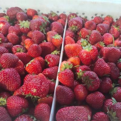 China FROZEN Retail / Bulk Package Of IQF High Quality Whole 10kg Sweet Frozen Strawberries for sale