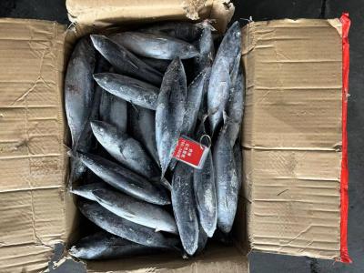 Chine Vente Nouveau débarquement 100-300g de poisson bonito congelé à vendre