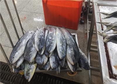 China Neues 100% Nettogewicht 3kg 4kg 5kg gefrorenes Mahi Mahi für eingemacht zu verkaufen