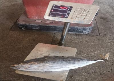 China A bolsa Seine trava Skipjack congelados 3.4kg para o uso enlatado à venda